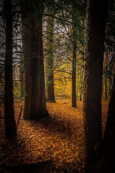 Schaduw en licht tussen de bomen. van Adrianne Dieleman