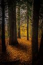 Schaduw en licht tussen de bomen. van Adrianne Dieleman thumbnail