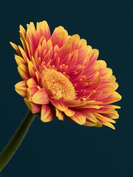 Gerbera in Orange und Rot von Marianne Twijnstra