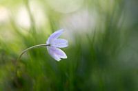 Forest anemone in soft and serene atmosphere