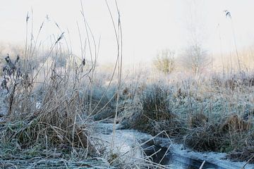 vorst Kloosterveen van Henriette Tischler van Sleen