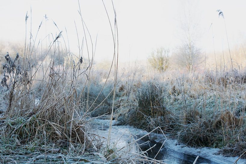 gel de Kloosterveen par Henriette Tischler van Sleen