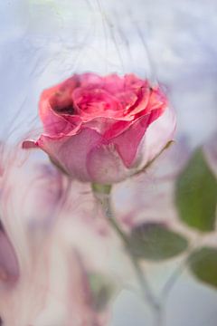 Rose unter Wasser blau-violett von Patricia van Kuik