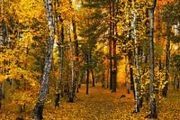 in het herfstbos