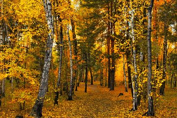 in the autumn forest by Mykhailo Sherman