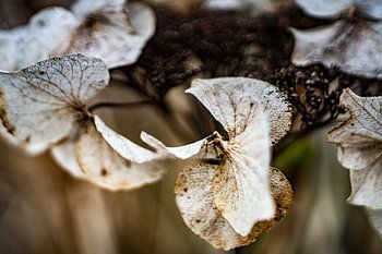 zachte tinten en structuren