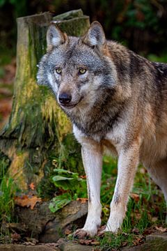 De wolf in het bos van Roland Brack