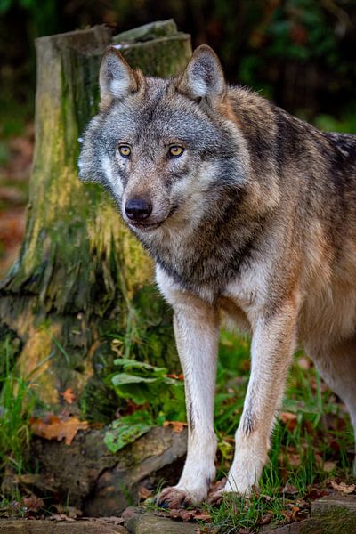Le loup dans la forêt par Roland Brack