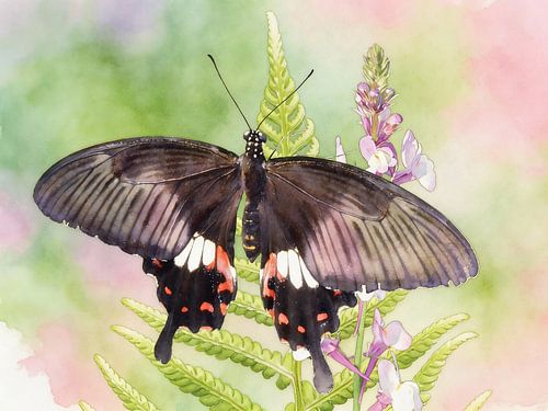 Exotische vlinder - Papilio memnon