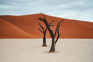 Bomen in Deadbvlei van Joris Machholz