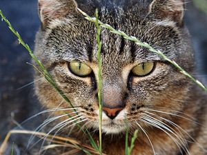 Stoere kat