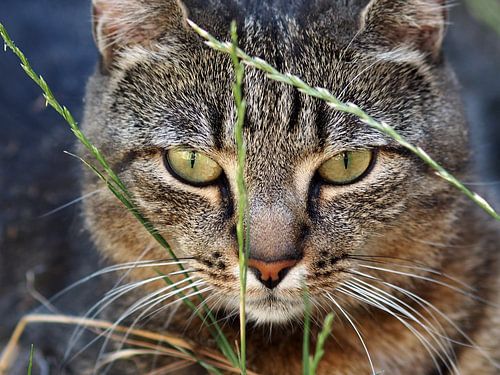 Stoere kat