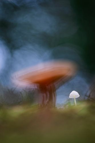 Petite mycène dans la forêt sur Patricia van Kuik