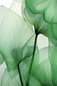 Danse des fleurs