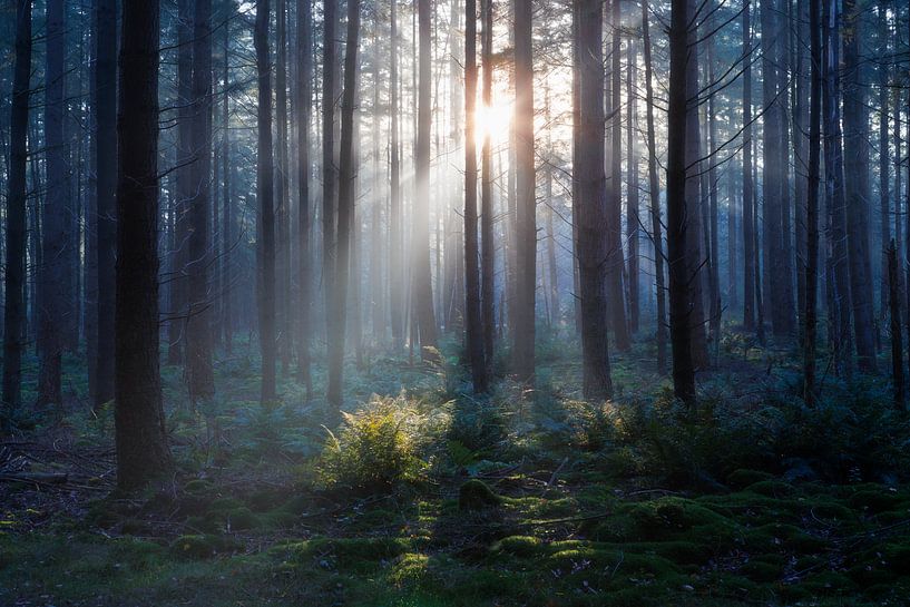 Mysteriöser Wald von Thijs Friederich