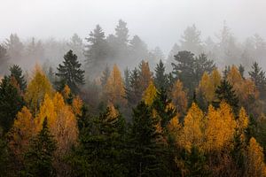 Herbststimmung mit Nebel