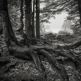 Bigfoot Monochrom von Ellen Borggreve