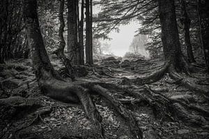 Bigfoot Monochrome