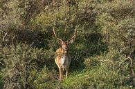 Dammwild in den Dünen der Amsterdamer Wasserversorgung von John van de Gazelle Miniaturansicht