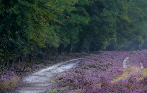 Bloeiende heide op de renderklippen