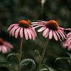Echinacea zonnehoed bloemen met een bijtje van Yvette Baur