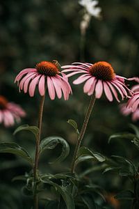Echinacea Sonnenhut blüht mit einer Biene