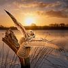 Een Oehoe met gespreide vleugels op een boomstronk tijdens de gouden zonsopkomst van Gea Veenstra thumbnail