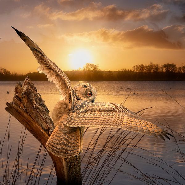Een Oehoe met gespreide vleugels op een boomstronk tijdens de gouden zonsopkomst van Gea Veenstra