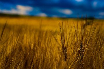 Grains dans une prairie ou un champ sur Luuk van den Ende