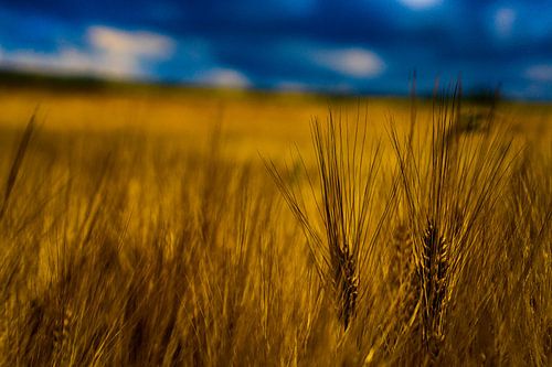 Grain in a meadow or field
