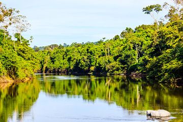 Kabalebo Nature Resort ist ein Ferienort in Suriname von René Holtslag