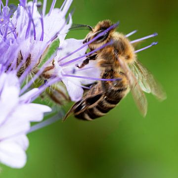 Bij in een lilakleurige bloem van Flatfield