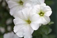 Bloemen in onze tuin