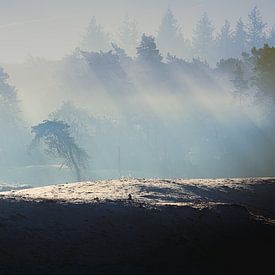 Brume matinale à la lisière d'une forêt alors que le soleil se lève sur un banc de sable sur Fotografiecor .nl