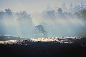 Brume matinale à la lisière d'une forêt alors que le soleil se lève sur un banc de sable