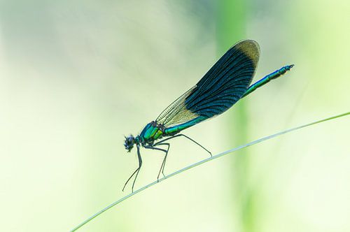 Wiesenlerche auf Schilf von Hugo Meekes