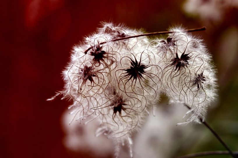 Clematis  by Roswitha Lorz