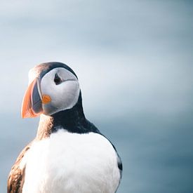 Papageientaucher Porträt | Reisefotografie Druck | borgarfjörður eystri Island von Kimberley Jekel