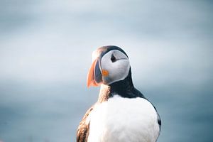 Papageientaucher Porträt | Reisefotografie Druck | borgarfjörður eystri Island von Kimberley Jekel