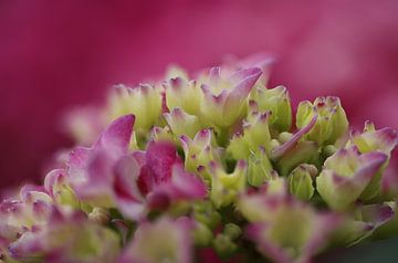 Roze hortensia van Fotografie John van der Veen