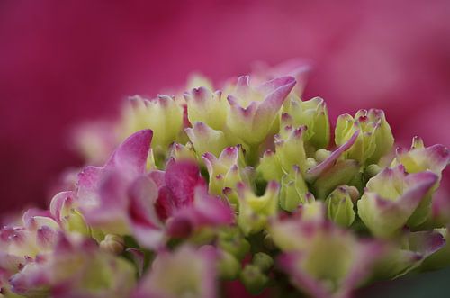 Roze hortensia