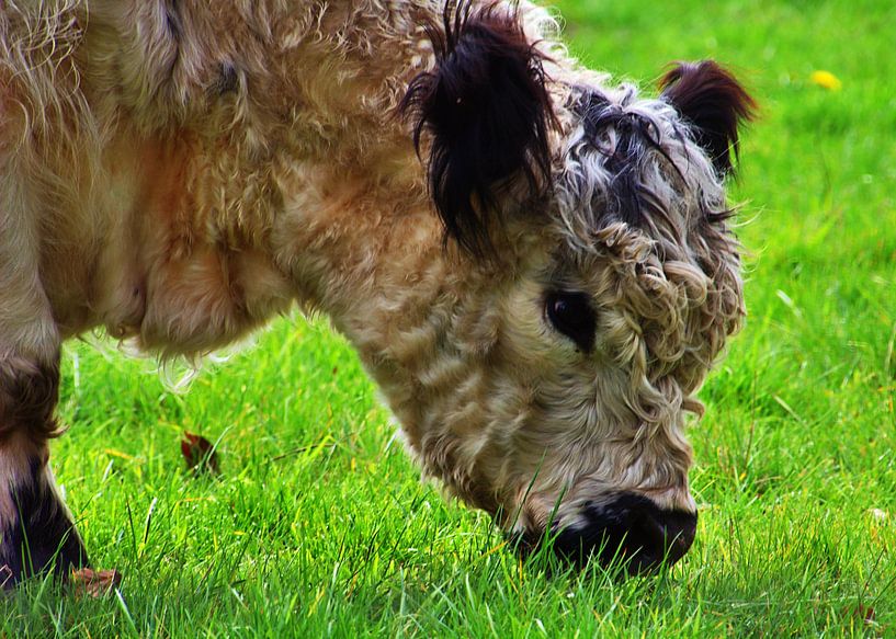 White Galloway van Edgar Schermaul