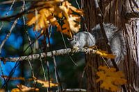 Squirrel in Yosemite park