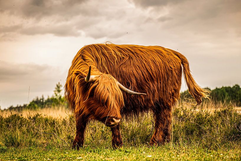 Schotse Hooglander poseert voor de foto van Bas Fransen