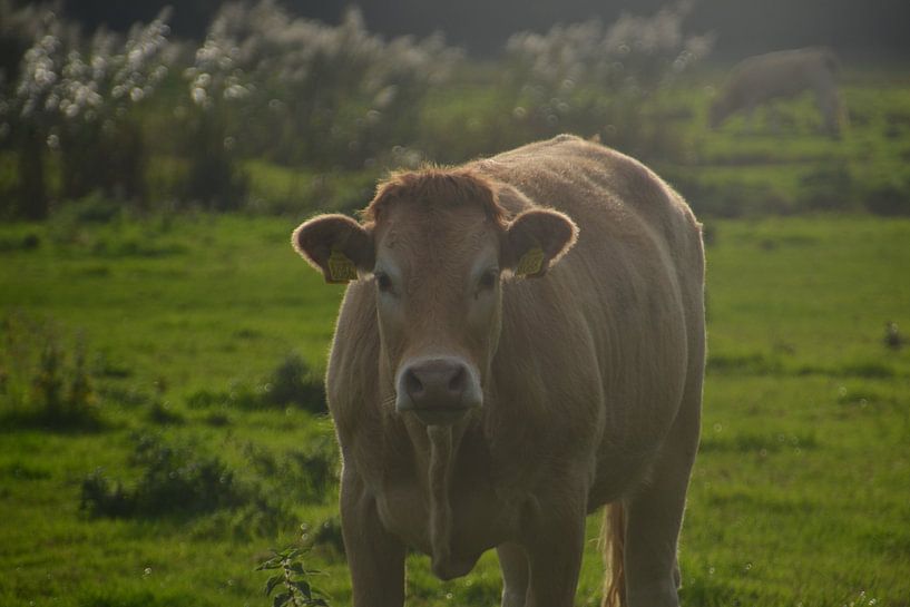 animal and nature by gerardus nuijten