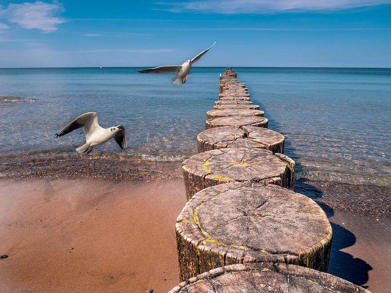 Buhne with seagull on the Baltic coast by Animaflora PicsStock