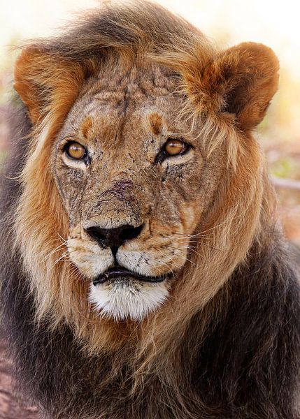 Lion in South Africa, wildlife van W. Woyke