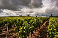 Wijngaard Bordeaux  by Thomas Paardekooper thumbnail