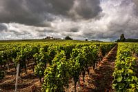 Wijngaard Bordeaux 