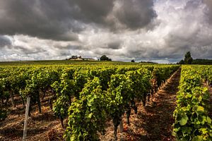 Wijngaard Bordeaux  von Thomas Paardekooper